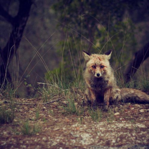 forest-animal-wilderness-fox